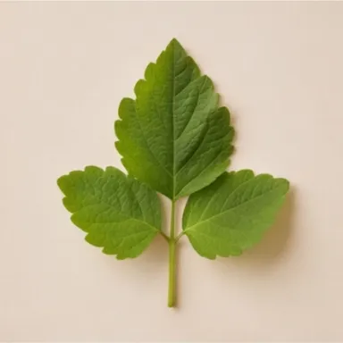Patchouli Leaf