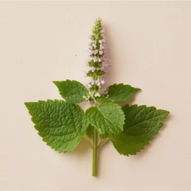 Indian Patchouli