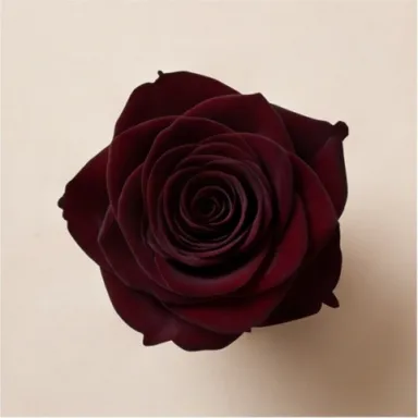 Black Rose