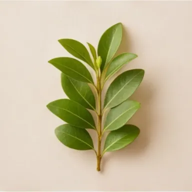 Buchu or Agathosma