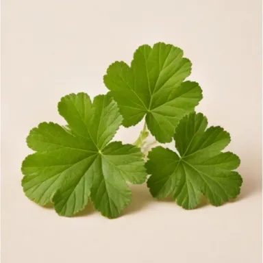 Bourbon Geranium