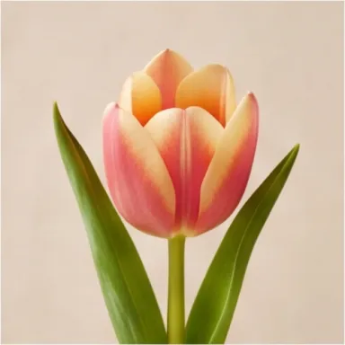 Tulip
