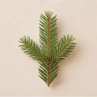 Spruce