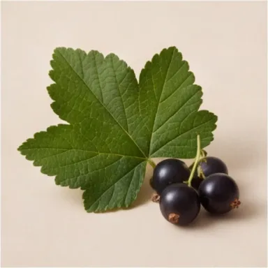 Black currant leaf