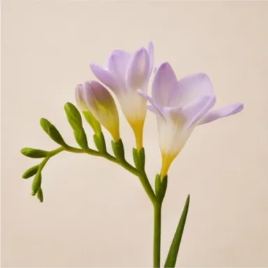 Freesia