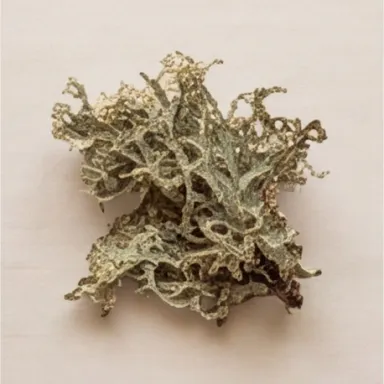 Oakmoss