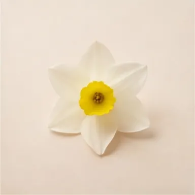 Narcissus