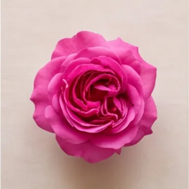 Damask Rose