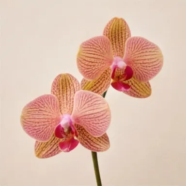 Orchid
