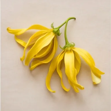 Ylang-Ylang