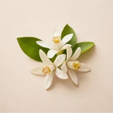 African Orange Flower