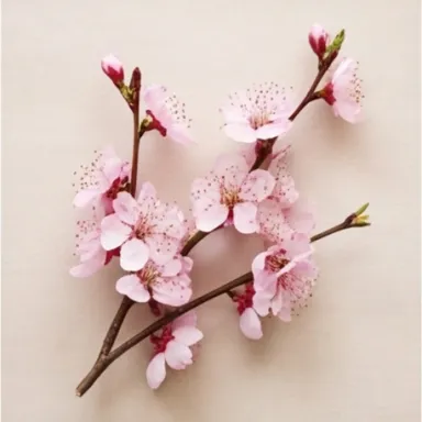 Plum Blossom