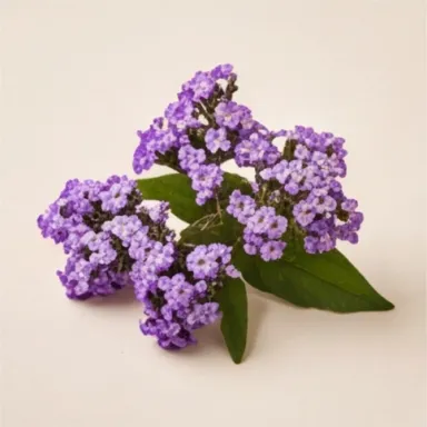 Heliotrope