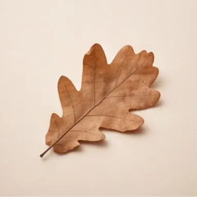 Oak