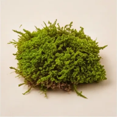 Moss