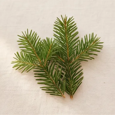 Balsam Fir