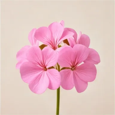 Geranium