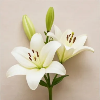 Lily