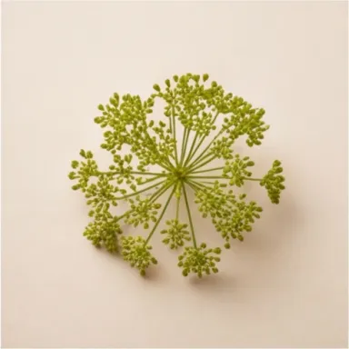 Angelica