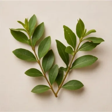 Myrtle