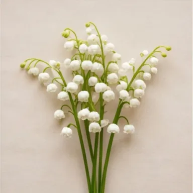 Lily-of-the-Valley