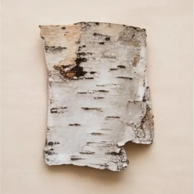 Birch