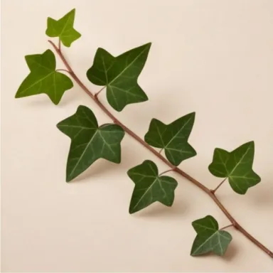 Ivy