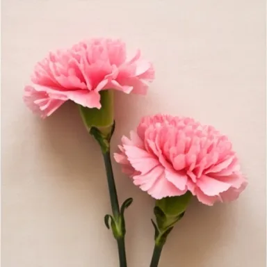 Carnation