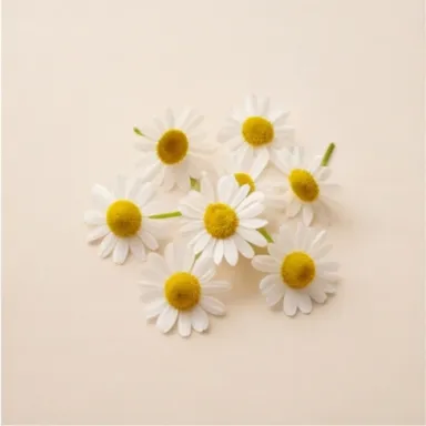 Chamomile