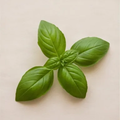 Basil