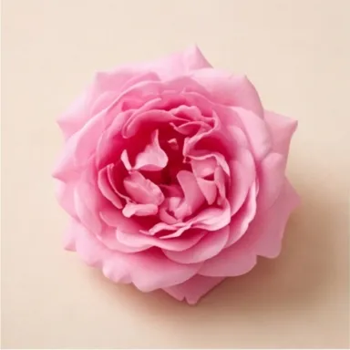 Moroccan Rose