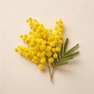 Mimosa