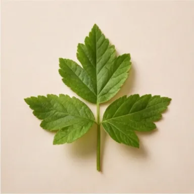 Tomato Leaf