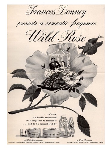 Wild Rose by Frances Denney