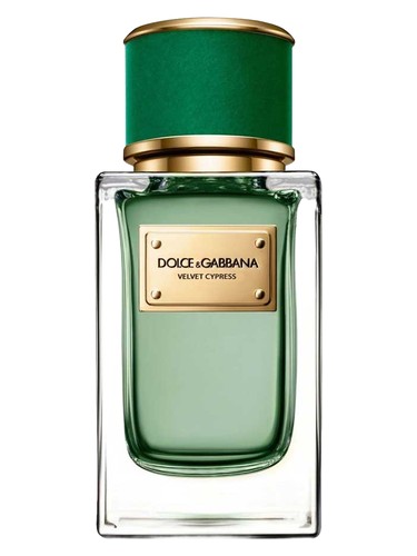 Velvet Cypress by Dolce&Gabbana
