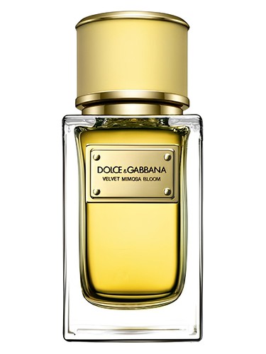 Velvet Mimosa Bloom by Dolce&Gabbana