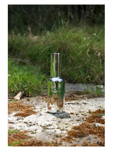 Hoja Santa by Scent