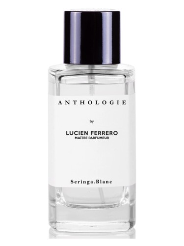 Seringa Blanc by Anthologie