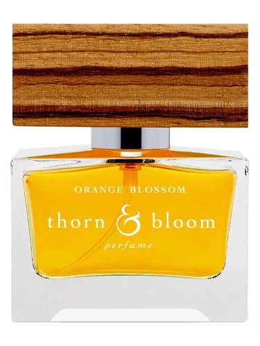 Orange Blossom by Thorn & Bloom