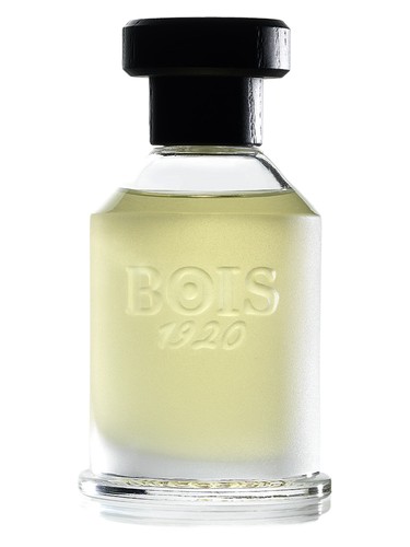 Rosa 23 by Bois 1920