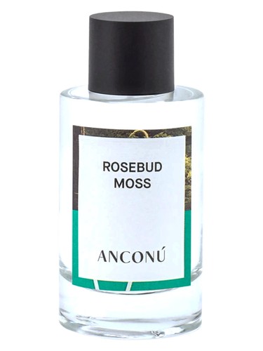 Rosebud Moss by Anconu