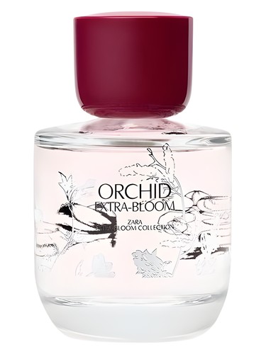 Orchid Extra-Bloom by Zara