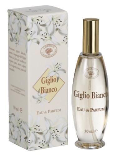 Giglio Bianco by Amerigo