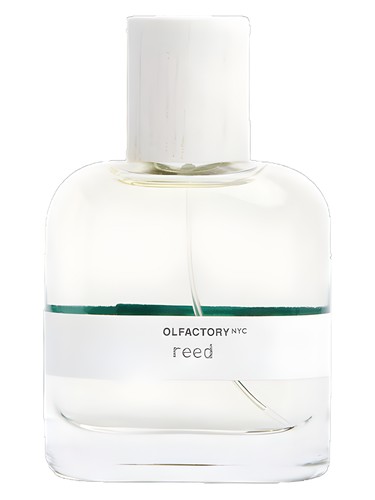 Reed by Olfactory NYC