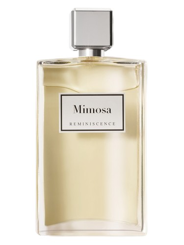 Mimosa by Reminiscence