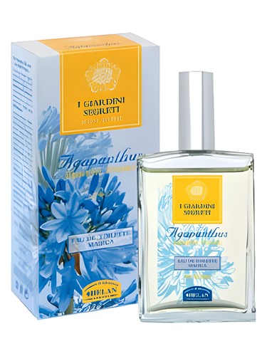 Agapanthus by Helan