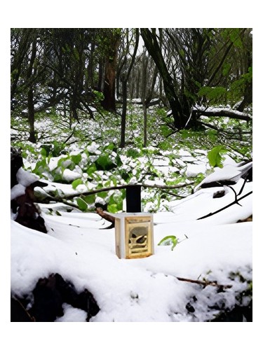 Snowmint Mallow by Solstice Scents