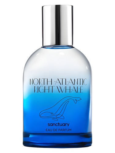 North Atlantic Right Whale by Sanctuary