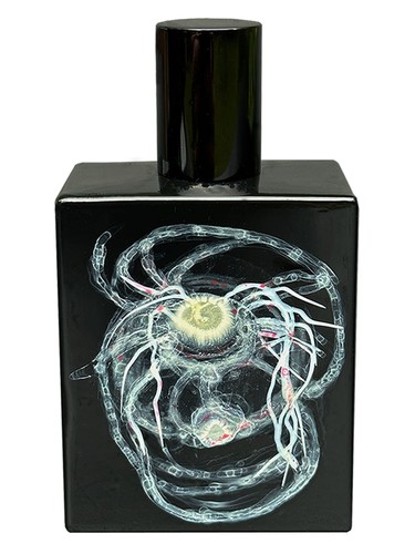 High to Lotus by Space Fluid