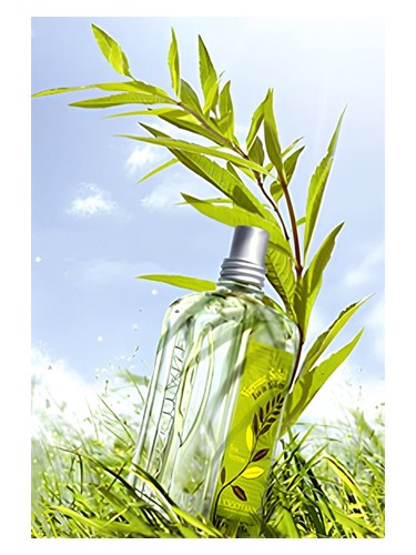 Verbena Sun by L'Occitane en Provence
